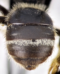 Lasioglossum zonulus