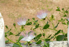 Capparis