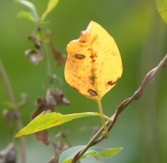 Diplocarpon rosae