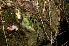 Sarcochilus ceciliae