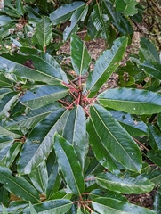 Daphniphyllum himalaense