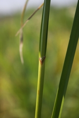 Scirpus cyperinus