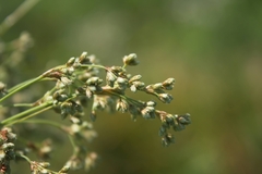 Scirpus cyperinus