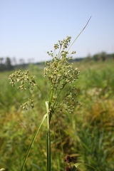 Scirpus cyperinus