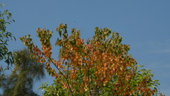 Davidia involucrata