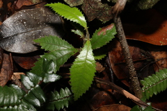 Pseudoweinmannia lachnocarpa