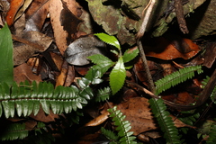 Pseudoweinmannia lachnocarpa