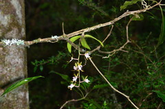 Sarcochilus australis