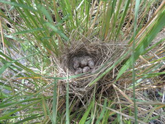 Emberiza spodocephala