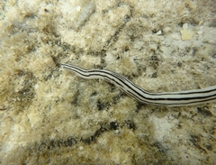 Baseodiscus quinquelineatus