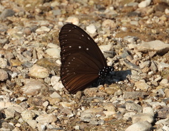 Euploea mulciber