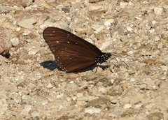 Euploea mulciber