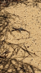 Ctenophorus maculatus griseus
