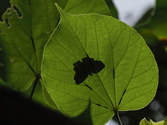 Odontoptilum pygela