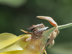 Odontoptilum pygela