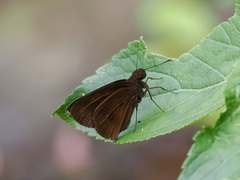 Ancistroides nigrita