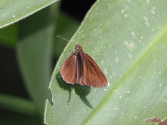 Ancistroides nigrita