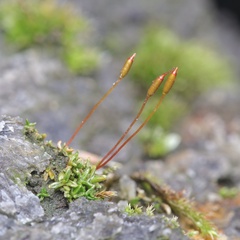 Aloina rigida