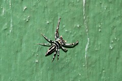 Cosmophasis micarioides