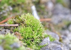 Tortella