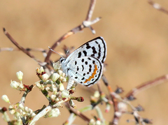 Euphilotes pallescens elvirae