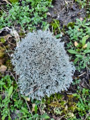 Cladonia rangiformis