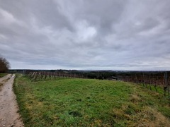 Pterygoneurum ovatum