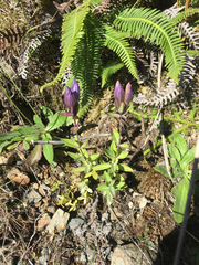 Gentiana sceptrum