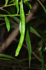 Acacia verniciflua
