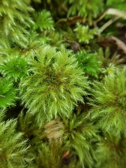 Mniodendron comatum