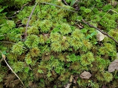 Mniodendron comatum