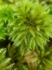 Mniodendron comatum