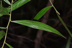 Acacia verniciflua