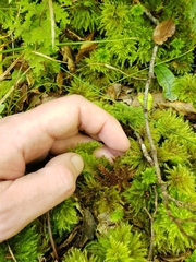 Mniodendron comatum