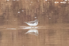 Calidris minuta