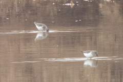 Calidris minuta