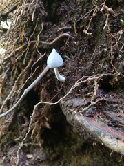 Entoloma canoconicum