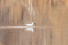 Calidris minuta