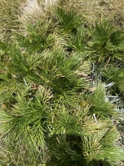 Aciphylla glacialis