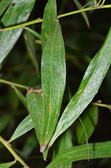 Acacia verniciflua