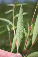 Ludwigia alternifolia