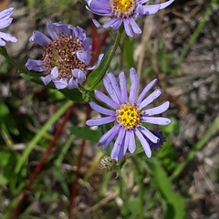 Aster tataricus