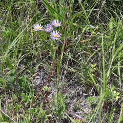 Aster tataricus