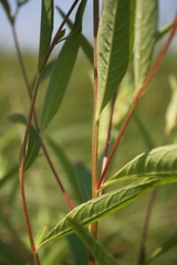 Ludwigia alternifolia