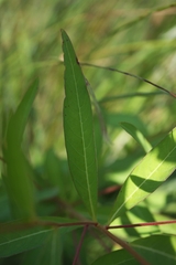 Ludwigia alternifolia