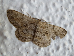 Hypomecis punctinalis