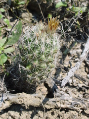 Escobaria emskoetteriana