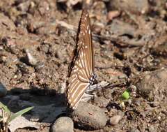Euploea mulciber