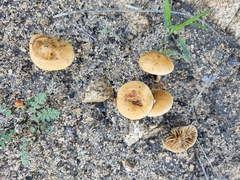 Agrocybe