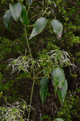Clematis glycinoides